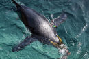 PENGUIN DIVING 17